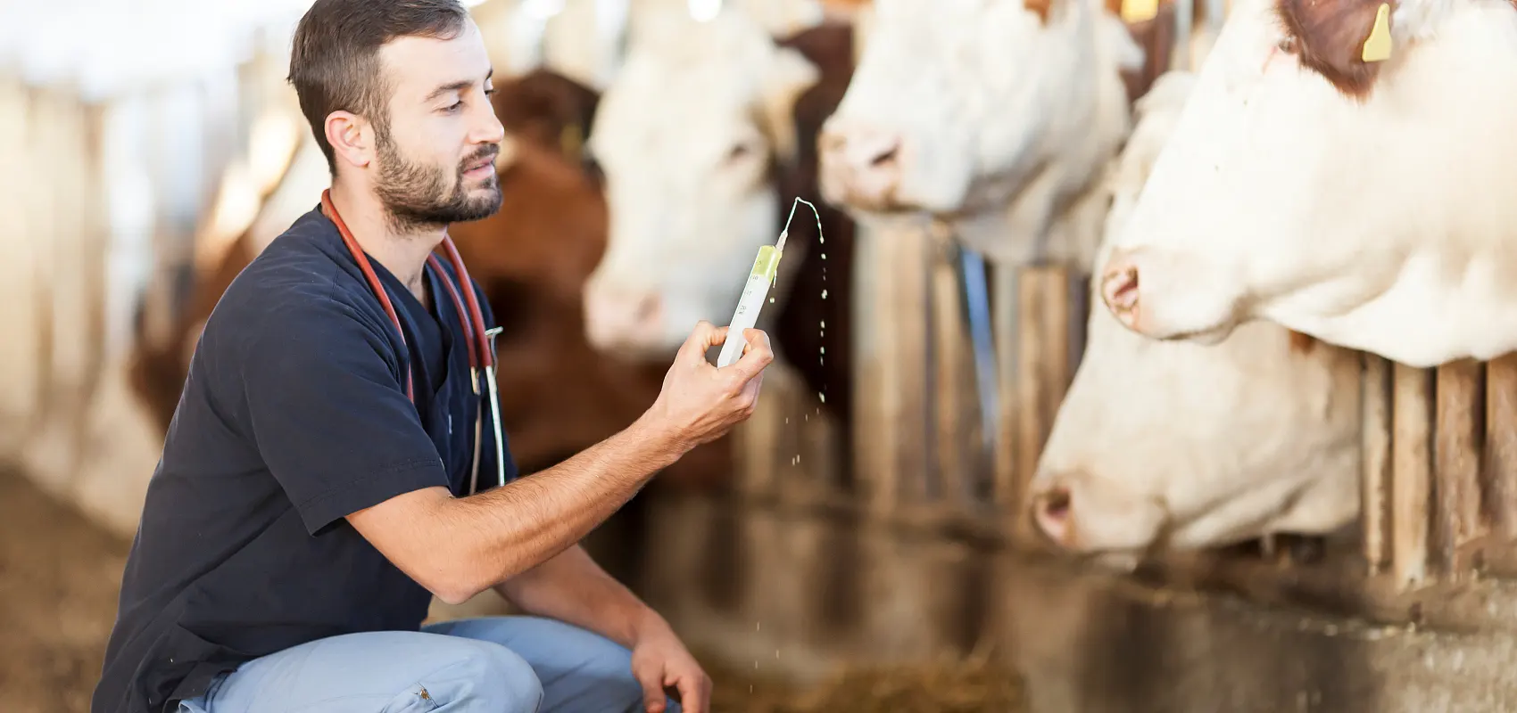 Kaj je veterinarska smer živinoreja?